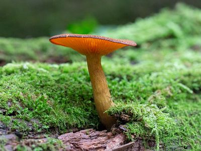 Bristling Woodfunnel Mushroom