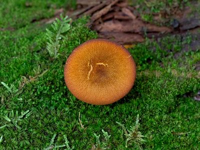 Bristling Woodfunnel Mushroom