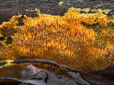 Orange Sponge Polypore Fungus