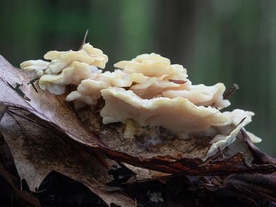 Fungus