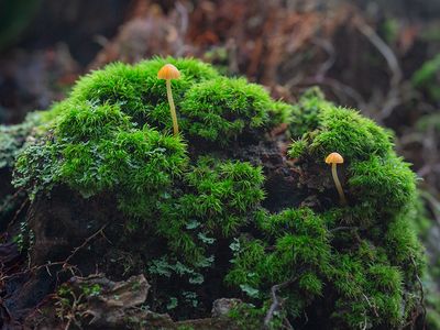 Moss Bell Mushrooms
