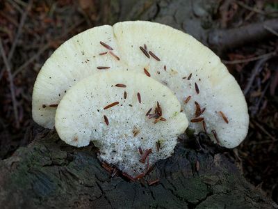 White Cheese Polypore Fungus