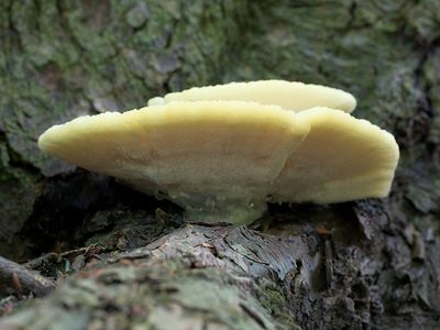 White Cheese Polypore Fungus