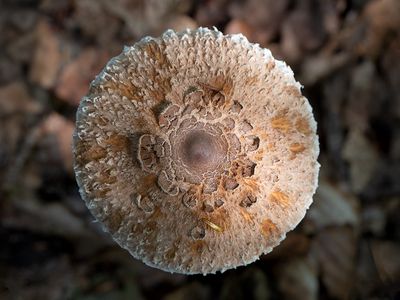 Parasol Mushroom