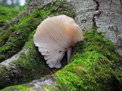 Fungi, Lichens and Slime Molds