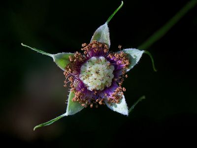 Wildflowers of Pennsylvania