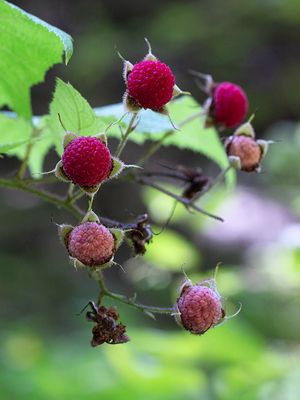 Purple-flowering Raspberry