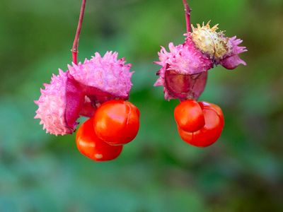 Running Strawberry Bush