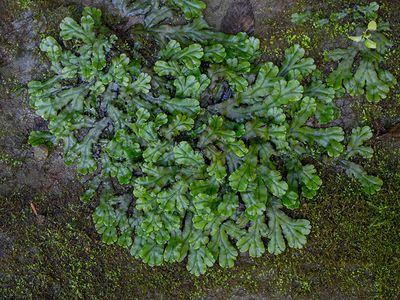 Common Liverwort