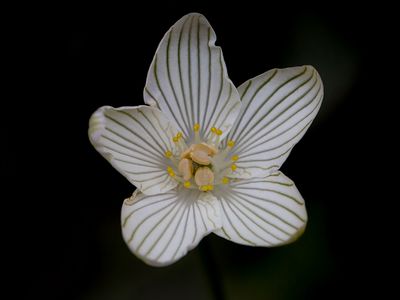 Wildflowers of Pennsylvania