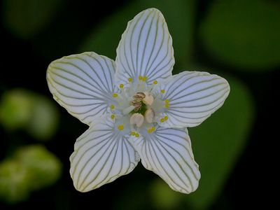 Grass of Parnassus