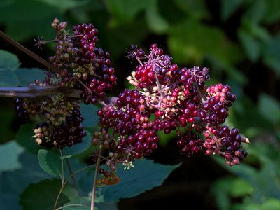 American Spikenard