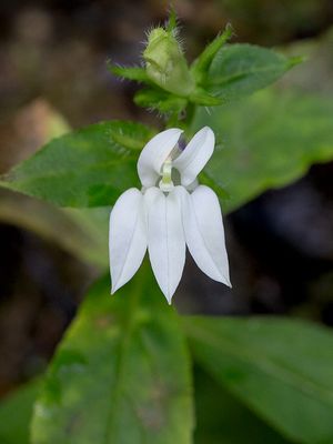Great Blue Lobelia -- White Form