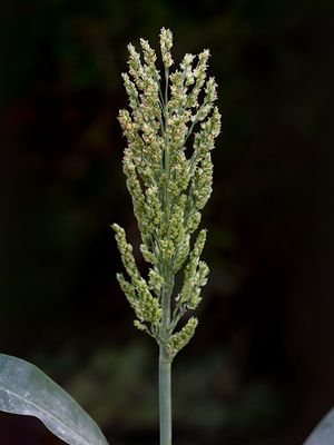 Sorghum