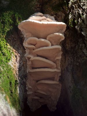 Fungi, Lichens and Slime Molds