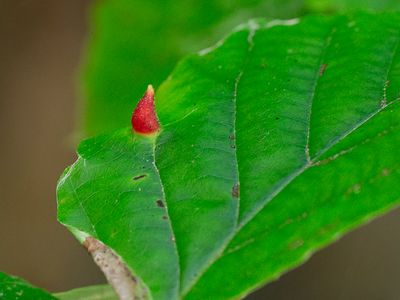 Gall on Witch-hazel caused by Witch-hazel Cone Gall Aphid