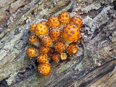 Mushrooms