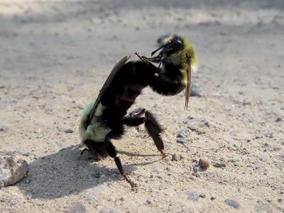 Common Eastern Bumblebees Mating