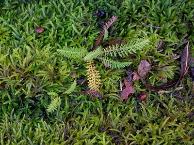 Cord Glaze Moss and Yarrow Leaves