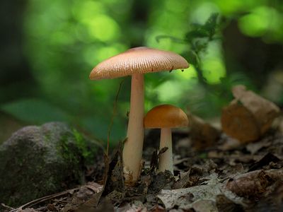 Fungi, Lichens and Slime Molds