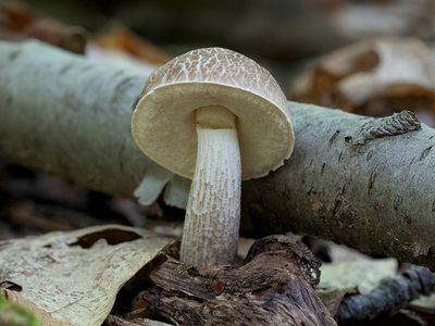Birch-Bolete Mushroom