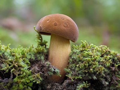 Bolete Mushroom