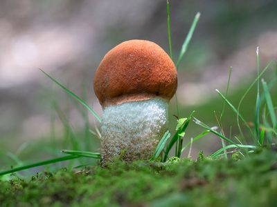 Brick-red Conifer Scaber Stalk Mushroom