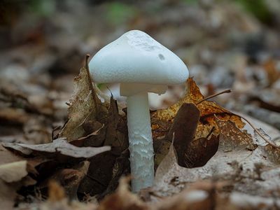 Destroying Angel Mushroom