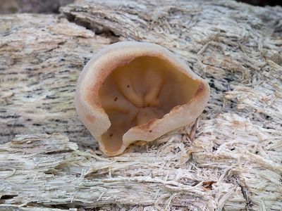 Layered Cup Fungus