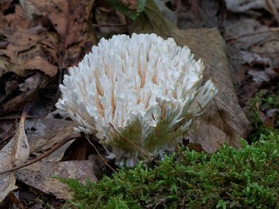 False Coral Fungus