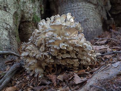 Hen of the Woods Mushroom -- Maitake