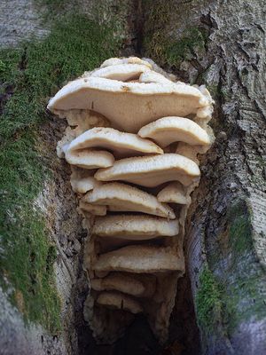 Marshmallow Polypore Fungus