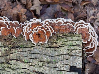 Turkey Tail Mushroom