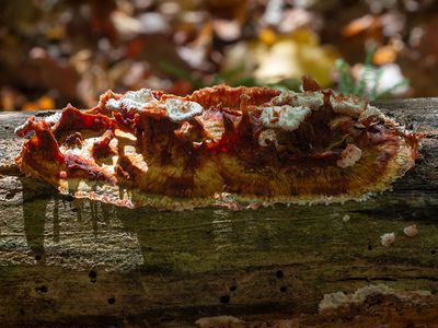 Trembling Merulius Fungus