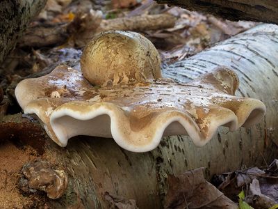 Birch Polypore Mushroom