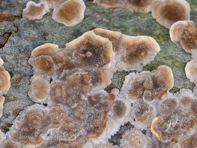 Hairy Bracket Mushroom