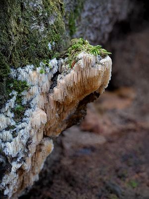 Fungi, Lichens and Slime Molds