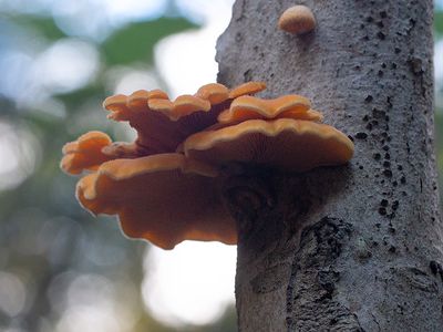 Orange Mock Oyster Mushroom