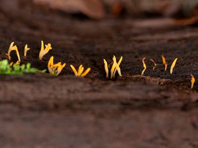 Fungi, Lichens and Slime Molds
