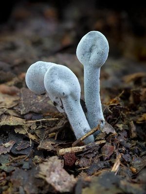 Fungi, Lichens and Slime Molds
