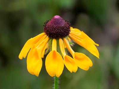 Thin-leaved Coneflower Petals Opening