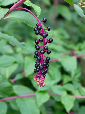 Wildflowers of Pennsylvania