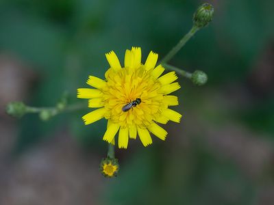 Canada Hawkweed with Sweat Bee