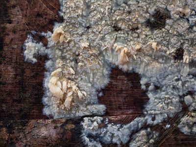 Toothed Crust Fungus