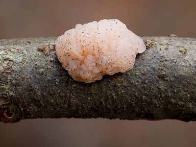 Slime Mold