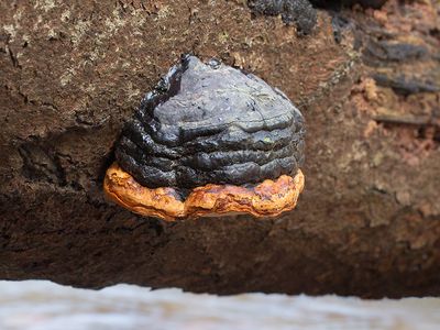 Red-banded Polypore Fungus