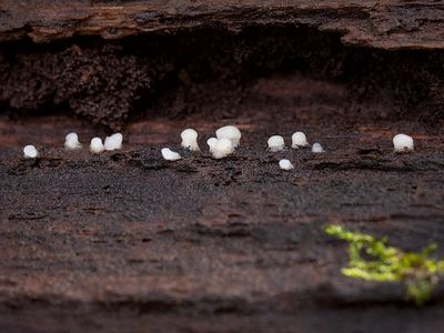 Milkdrops Mushrooms