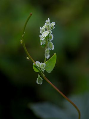 Wildflowers of Pennsylvania