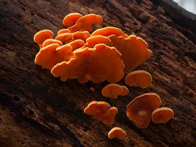 Orange Mock Oyster Mushrooms