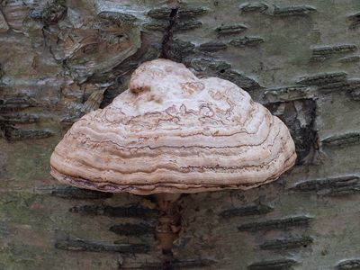 Tinder Polypore Fungus